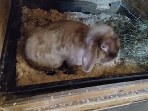 Gebe verschiedene tolle Kaninchen ab .