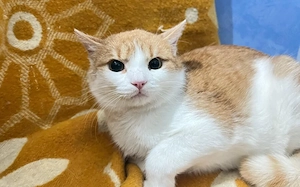 Schnurrt Theo dir bald um die Beine?