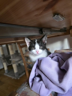 3 12 Wochen alte Katzenbabys Suchen ein neues Zuhause 