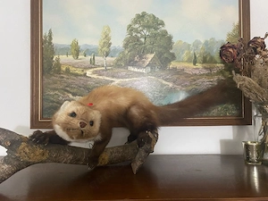 Präparierter Marder   dekoratives Unikat   Taxidermie