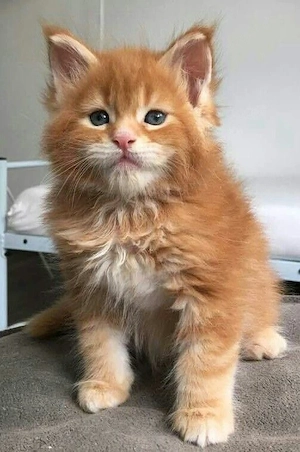 Geimpfte Maine-Coon-Kätzchen