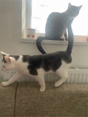 2 kater mit kleinem kratzbaum und transportbox 