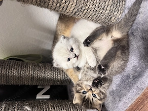 Brittisch Kurzhaar Langhaar Kitten