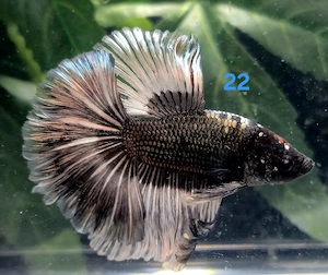 Kampffisch Männchen Betta splendens 