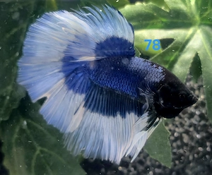 Kampffisch Männchen Betta splendens Halfmoon Butterfly 