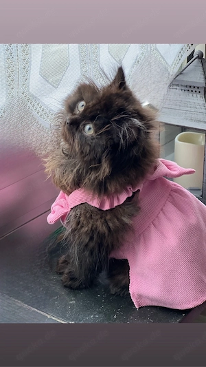 Süße Prinzessin sucht neue Familie 