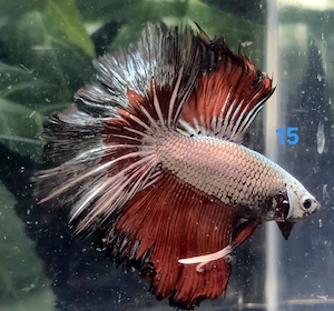Kampffisch Männchen Betta splendens 