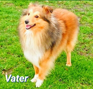 Sheltie Welpen suchen ein neues Zuhause. Bild 4