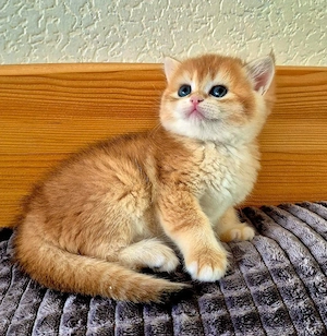 BKH  Kitten Reinrassig mit Stammbaum 