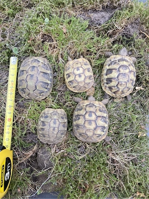 5 Griechische Landschildkröten (THB) von 2021,2023