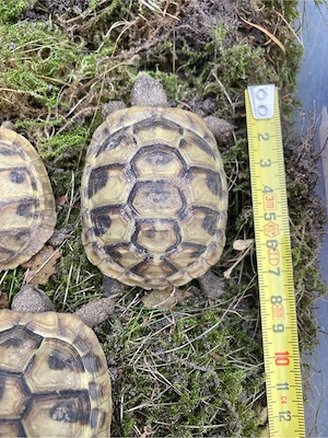 4 Griechische Landschildkröten aus 2021, THB, NZ Bild 2