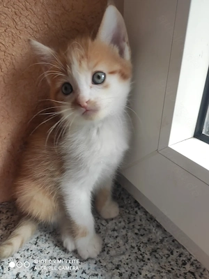 Vier Siam mix   Babykatzen