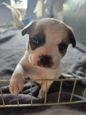 Papillion-mix welpen