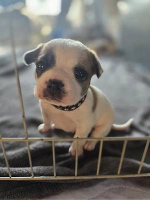 Papillion-mix welpen