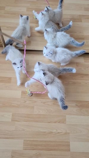 Reinrassigen Kätzchen "Newa-Masquarade"