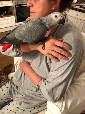 junge, sehr zahme Graupapageien