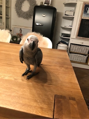 junge, sehr zahme Graupapageien