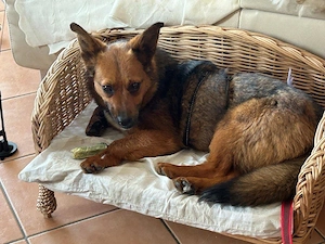 kleine, liebe, menschenbezogene, katzenverträgliche, junge Hündin "Aurea" sucht ein schönes Zuhause 