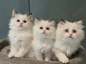 Bezaubernde Ragdoll-Kätzchen ab 10.04.2026 abzugeben