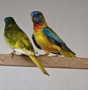 Glanzsittiche 1.0 zimt opaline gesäumt 