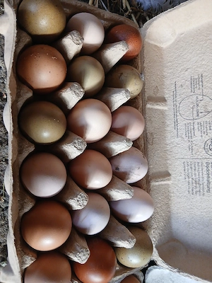 ich gebe hier Bruteier ab