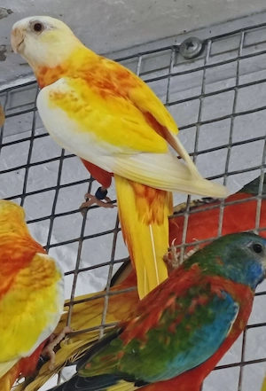 Glanzsittiche 0.2 Rubino 