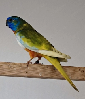 Glanzsittiche 1.0 Natur Rotbauch gesäumt Spalt zimt 