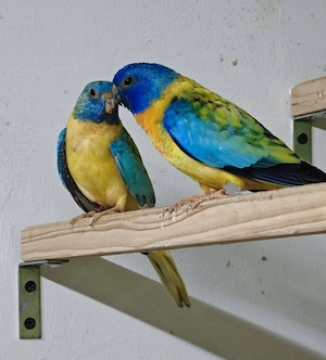 Glanzsittiche 2.2 aupa blau violett opaline x gesäumt 