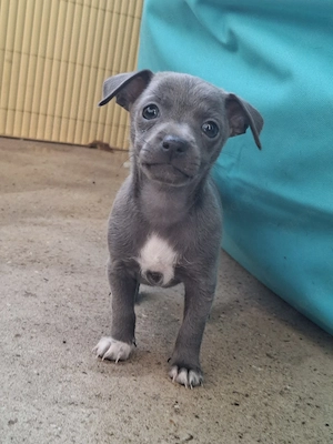 Chihuahua - Dackel Welpen