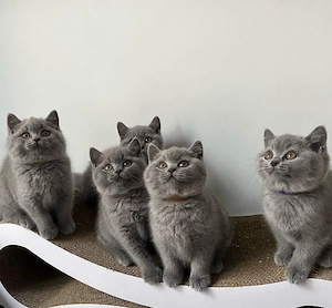 Bezaubernde British Shorthair Kätzchen ab dem 30.04.2026 abzugeben