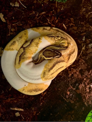 königspythons enchi fire piebald