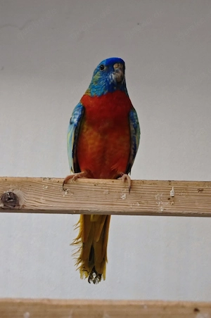 Glanzsittiche 1.0 Rotopaline gesäumt 