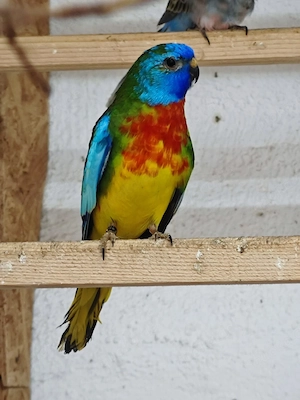 Glanzsittiche 1.0 Wildfarbe ohne rot 