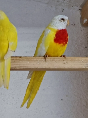 Glanzsittiche 1.0 Lutino ohne Rot 