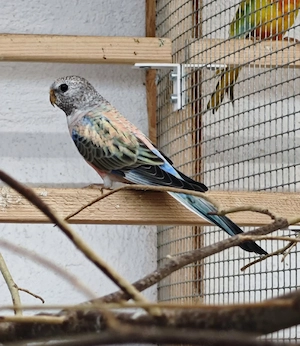 bourkesittiche 1.2 spalt gesäumt 