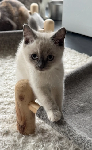 BKH Kitten suchen ein zu Hause