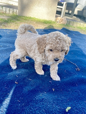 Zwergpudel  Toypudel- Bichon Hündin, Welpe