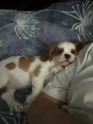 Reinrassige Cavalier king Charles -Welpen mit VDH-Papieren suchen ein liebevolles Zuhause