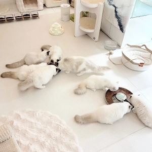 Kätzchen, die zur Adoption verfügbar sind. 16 Wochen alter reinrassiger Ragdoll  Unsere Ragdoll-Kätz