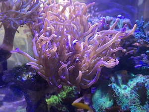 Kupferanemonen Entacmaea Quadricolor Sunburst Koralle Meerwasser 