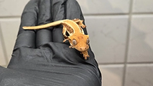 Kronengecko Tangerine Lilly white 0.0.1