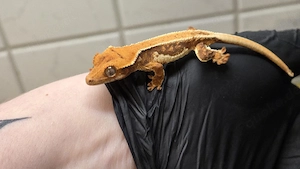 Kronengecko Tangerine Lilly white 0.0.1