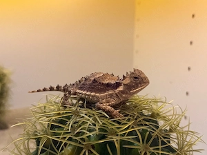 Verschiedene Phyrnosoma Arten