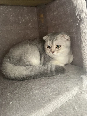 Liebevolle 1-jährige Katze (weiblich) sucht ein neues Zuhause 