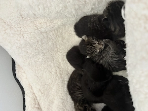 Maincoon Bkh mix kitten 