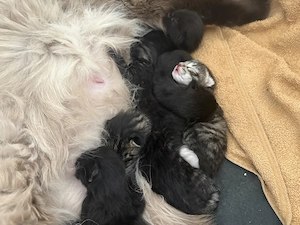 Maincoon Bkh mix kitten 