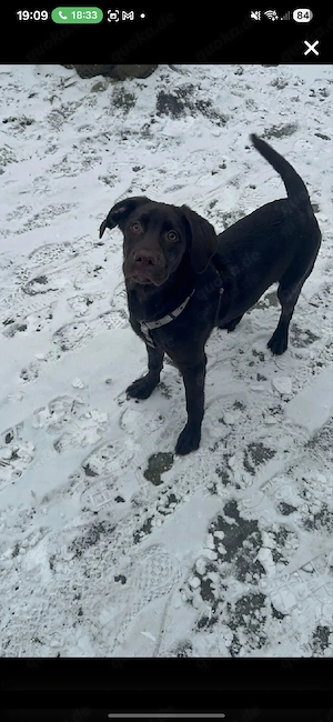 Luna sucht neues Zuhause 