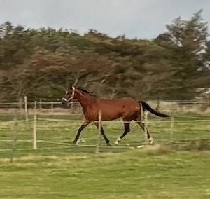 Ambitionierte Reiter in gesucht 