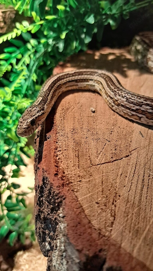 Kornnatter Männchen Anery Tessera 