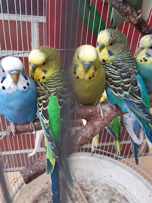 Nestjunge und Zuchtre fe Wellensittiche 